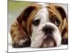 English Bulldog-null-Mounted Photographic Print