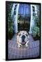 English Bulldog-DLILLC-Framed Photographic Print