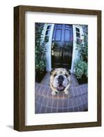 English Bulldog-DLILLC-Framed Photographic Print