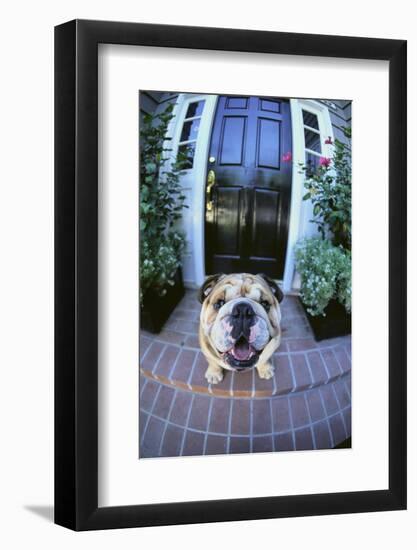 English Bulldog-DLILLC-Framed Photographic Print