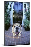 English Bulldog-DLILLC-Mounted Photographic Print