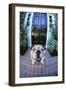 English Bulldog-DLILLC-Framed Photographic Print