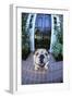English Bulldog-DLILLC-Framed Photographic Print