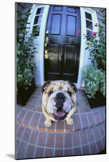 English Bulldog-DLILLC-Mounted Photographic Print