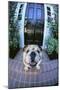 English Bulldog-DLILLC-Mounted Photographic Print