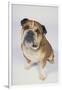 English Bulldog-DLILLC-Framed Photographic Print