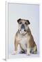 English Bulldog-DLILLC-Framed Photographic Print
