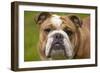 English Bulldog-null-Framed Photographic Print