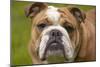 English Bulldog-null-Mounted Photographic Print