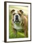 English Bulldog-null-Framed Photographic Print