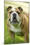 English Bulldog-null-Mounted Photographic Print