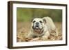 English Bulldog-null-Framed Photographic Print