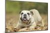 English Bulldog-null-Mounted Photographic Print