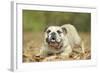 English Bulldog-null-Framed Photographic Print