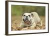 English Bulldog-null-Framed Photographic Print