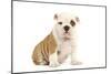 English Bulldog-null-Mounted Photographic Print