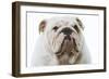 English Bulldog-null-Framed Photographic Print