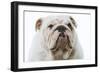 English Bulldog-null-Framed Photographic Print