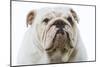 English Bulldog-null-Mounted Photographic Print