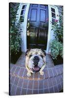 English Bulldog-DLILLC-Stretched Canvas