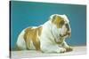 English Bulldog-null-Stretched Canvas