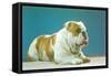 English Bulldog-null-Framed Stretched Canvas