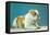 English Bulldog-null-Framed Stretched Canvas