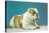 English Bulldog-null-Stretched Canvas