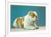 English Bulldog-null-Framed Premium Giclee Print