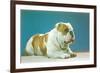 English Bulldog-null-Framed Premium Giclee Print