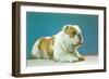 English Bulldog-null-Framed Art Print