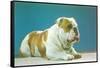 English Bulldog-null-Framed Stretched Canvas