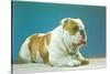 English Bulldog-null-Stretched Canvas