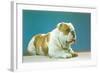 English Bulldog-null-Framed Art Print