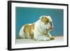 English Bulldog-null-Framed Art Print