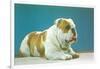 English Bulldog-null-Framed Art Print