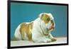 English Bulldog-null-Framed Art Print