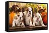 English Bulldogs and a Pumpkin-Lilun-Framed Stretched Canvas