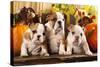 English Bulldogs and a Pumpkin-Lilun-Stretched Canvas