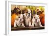 English Bulldogs and a Pumpkin-Lilun-Framed Photographic Print