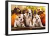 English Bulldogs and a Pumpkin-Lilun-Framed Photographic Print