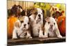 English Bulldogs and a Pumpkin-Lilun-Mounted Photographic Print