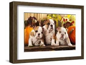 English Bulldogs and a Pumpkin-Lilun-Framed Photographic Print