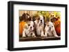 English Bulldogs and a Pumpkin-Lilun-Framed Photographic Print