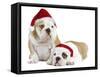 English Bulldogs in Studio Wearing Christmas Hats-null-Framed Stretched Canvas