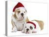 English Bulldogs in Studio Wearing Christmas Hats-null-Stretched Canvas