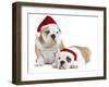 English Bulldogs in Studio Wearing Christmas Hats-null-Framed Photographic Print