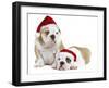English Bulldogs in Studio Wearing Christmas Hats-null-Framed Photographic Print