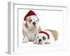 English Bulldogs in Studio Wearing Christmas Hats-null-Framed Photographic Print