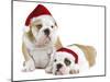 English Bulldogs in Studio Wearing Christmas Hats-null-Mounted Photographic Print